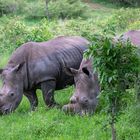 Südliches Breitmaulnashorn