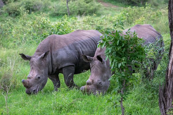 Südliches Breitmaulnashorn