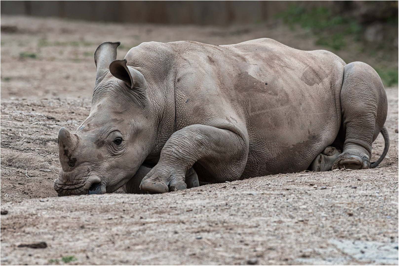 Südliches Breitmaulnashorn