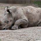 Südliches Breitmaulnashorn