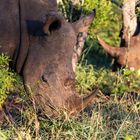 Südliches Breitmaulnashorn