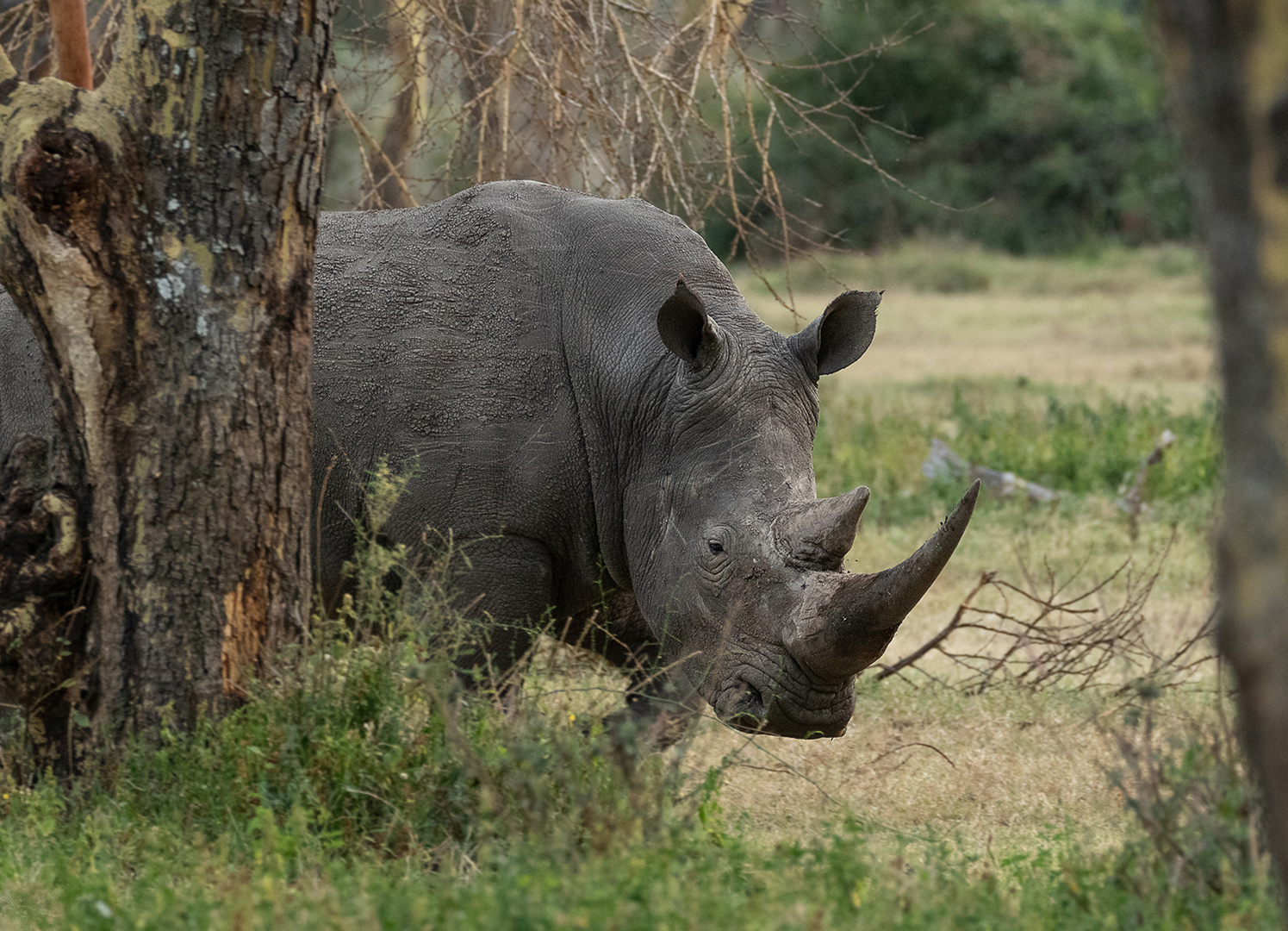 *** Südliches Breitmaulnashorn ***