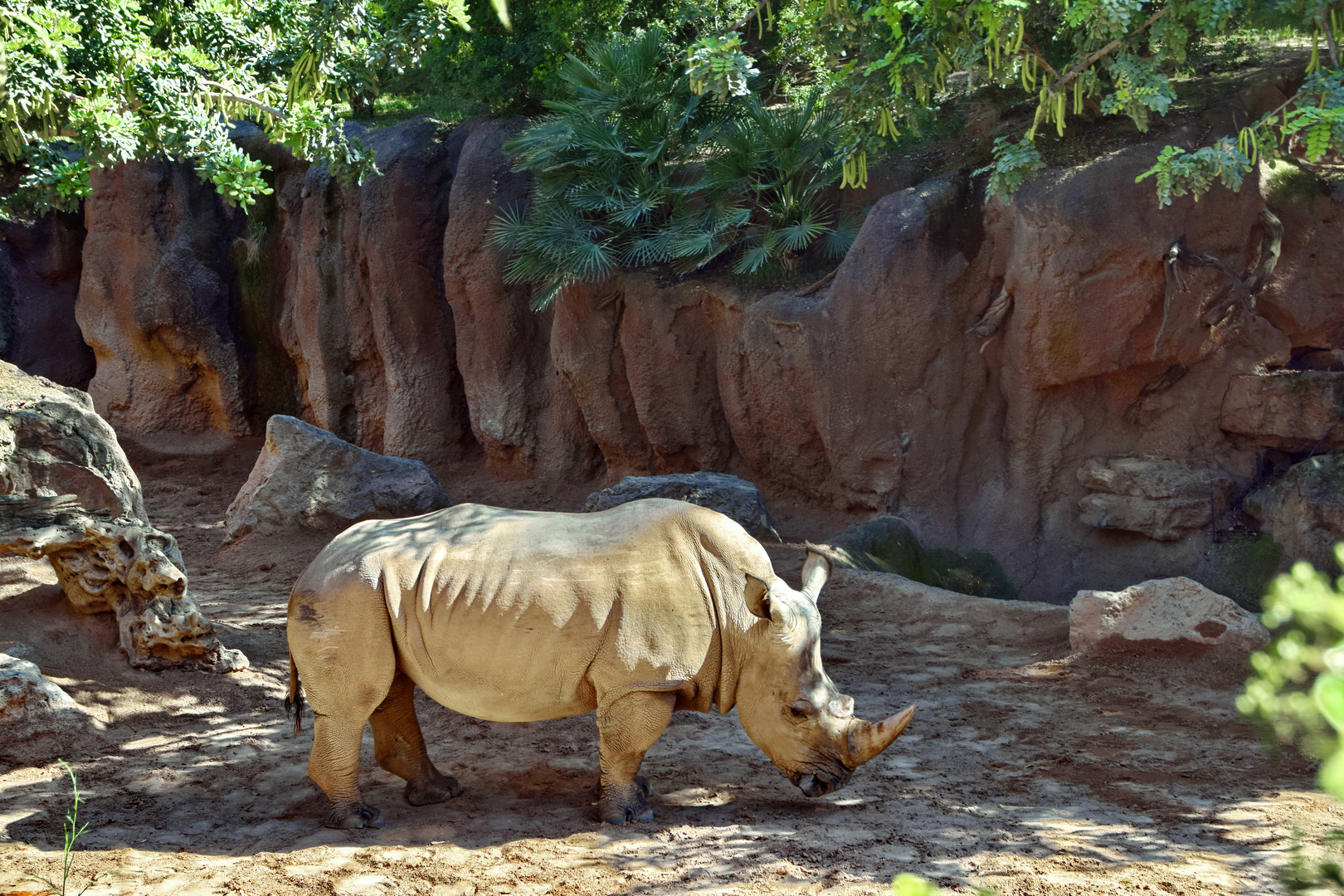 Südliches Breitmaulnashorn (Ceratotherium simum) 