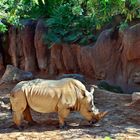 Südliches Breitmaulnashorn (Ceratotherium simum) 