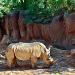 Südliches Breitmaulnashorn (Ceratotherium simum) 