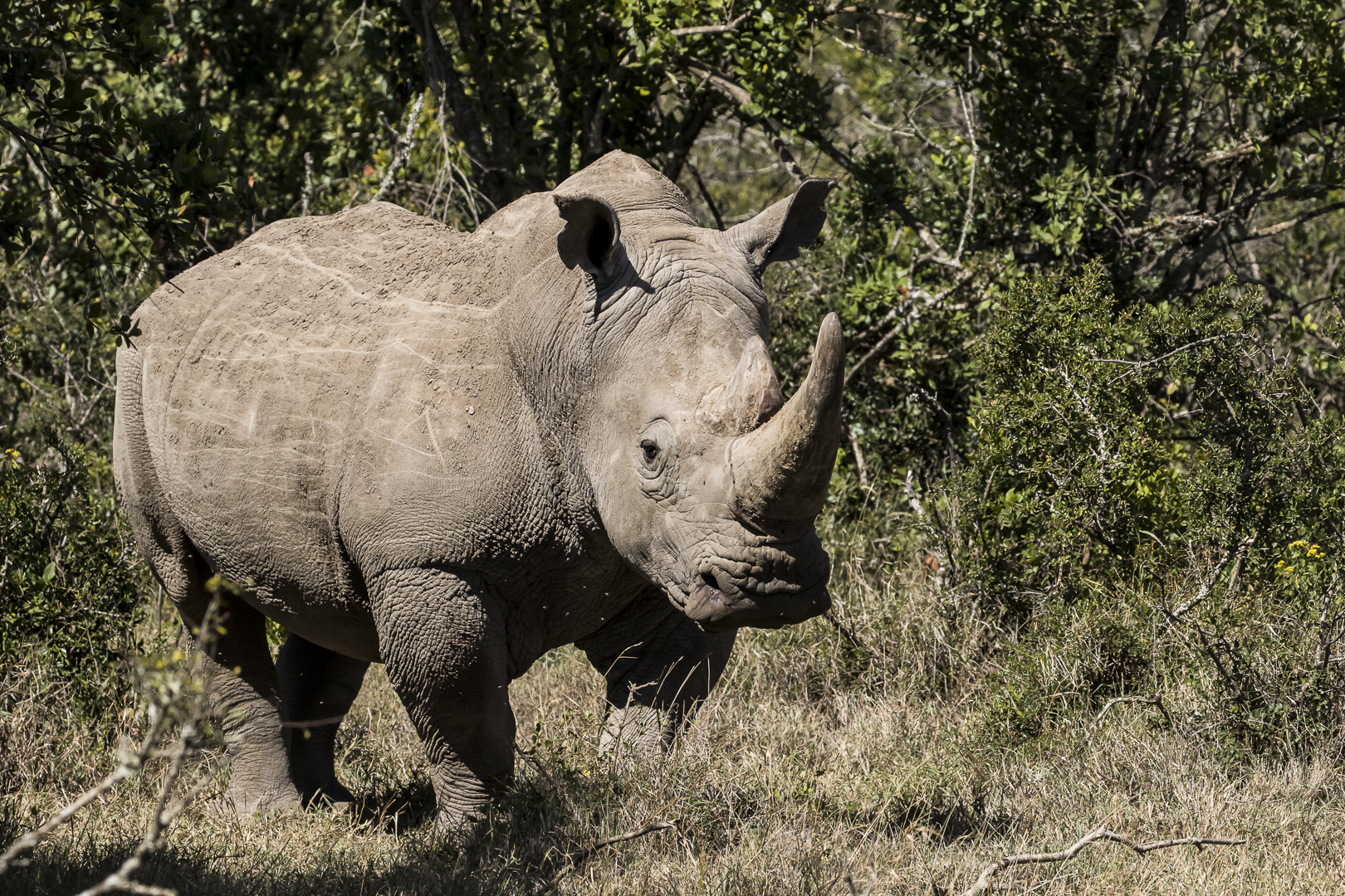 Südliches Breitmaulnashorn