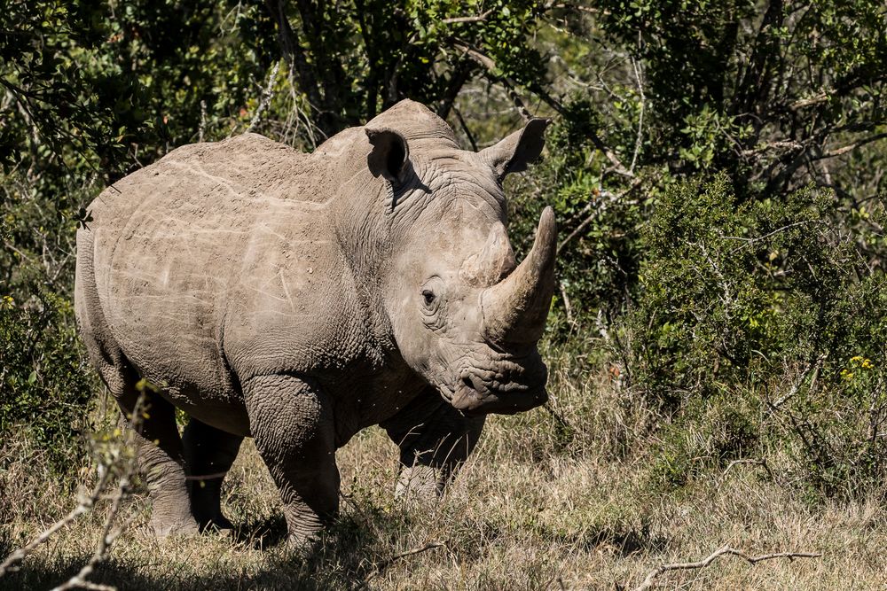 Südliches Breitmaulnashorn