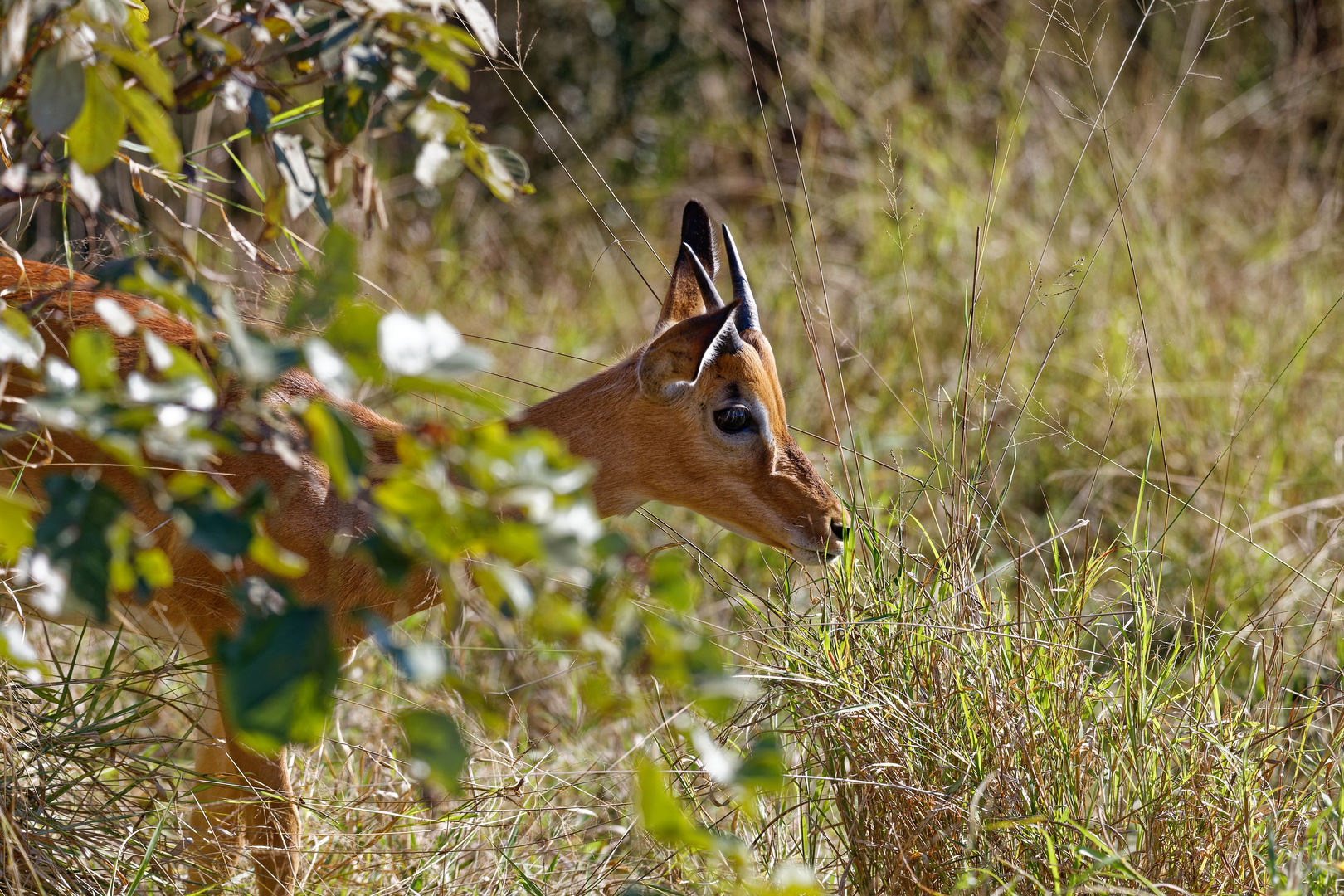 Südliches Oribi Foto & Bild world, natur, south africa Bilder auf