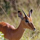 Südliches Oribi_1