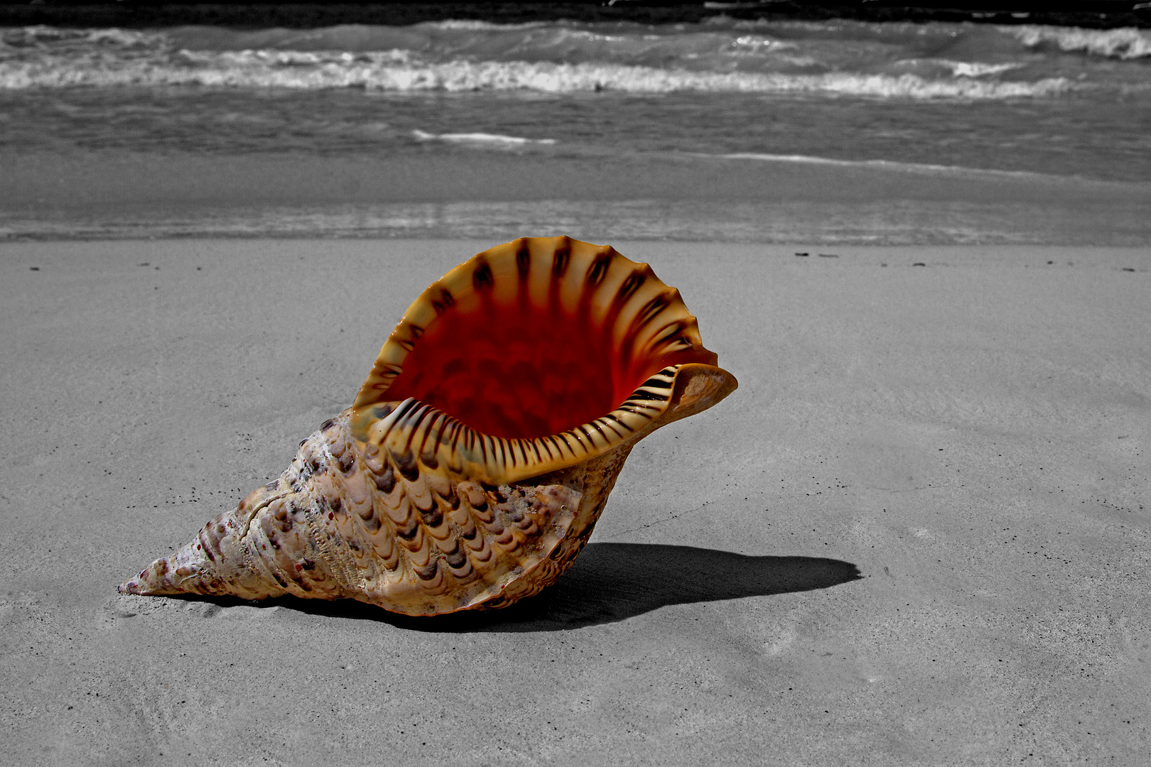 Südliches Strandgut