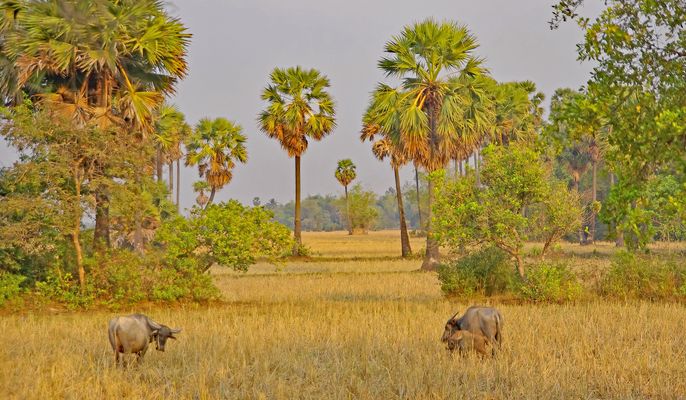 Südostasiatische Landschaft im Abendlicht
