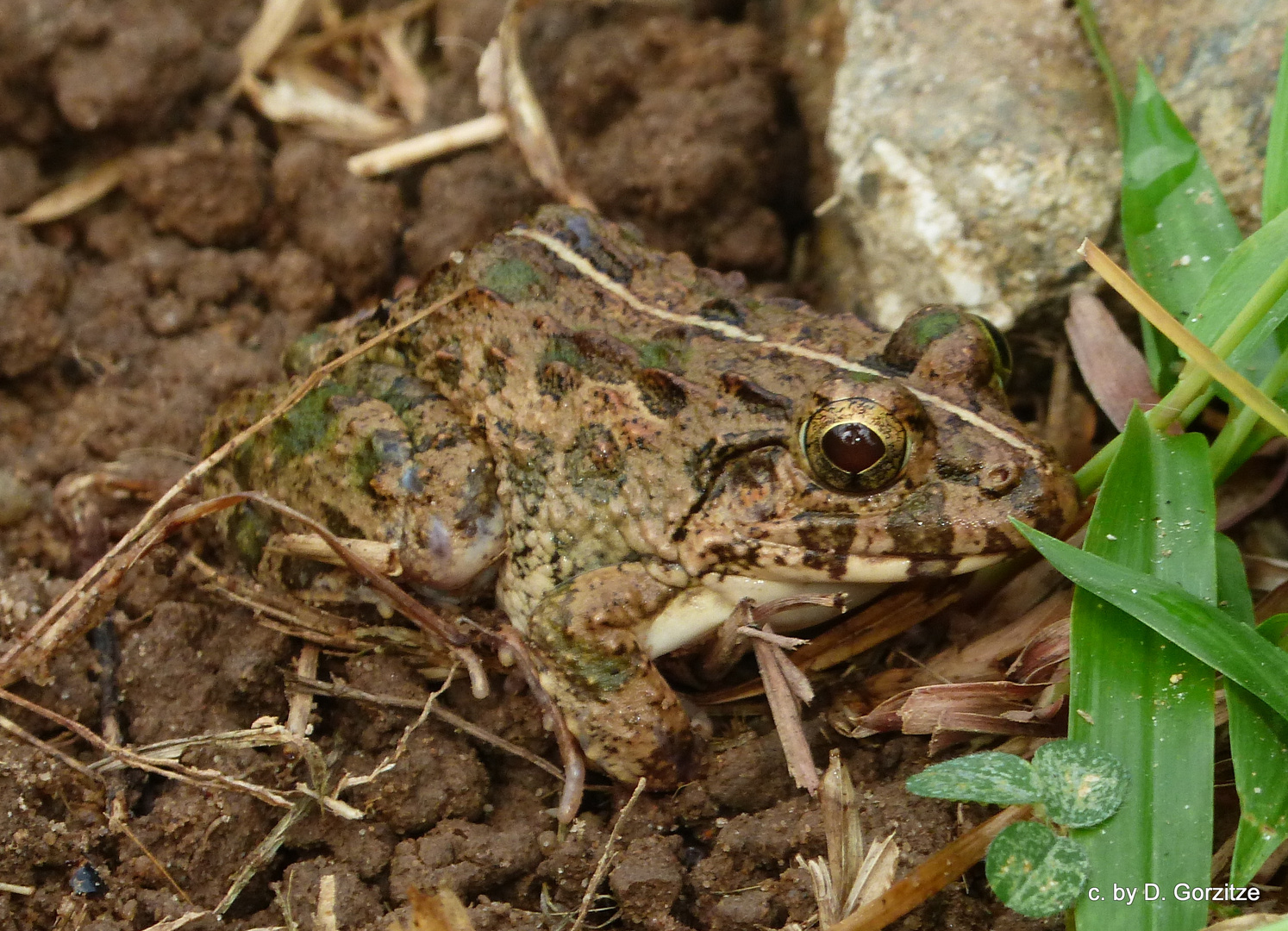 Südostasiatischer Reisfrosch !