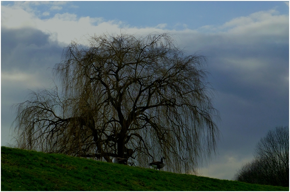 Südpark-Trauerweide