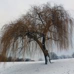 Südpark-Trauerweide