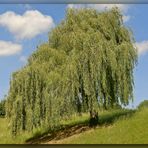 Südpark-Trauerweide im Mai