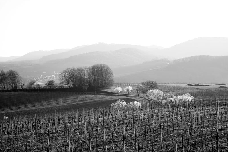 Südpfalz bei Frankweiler