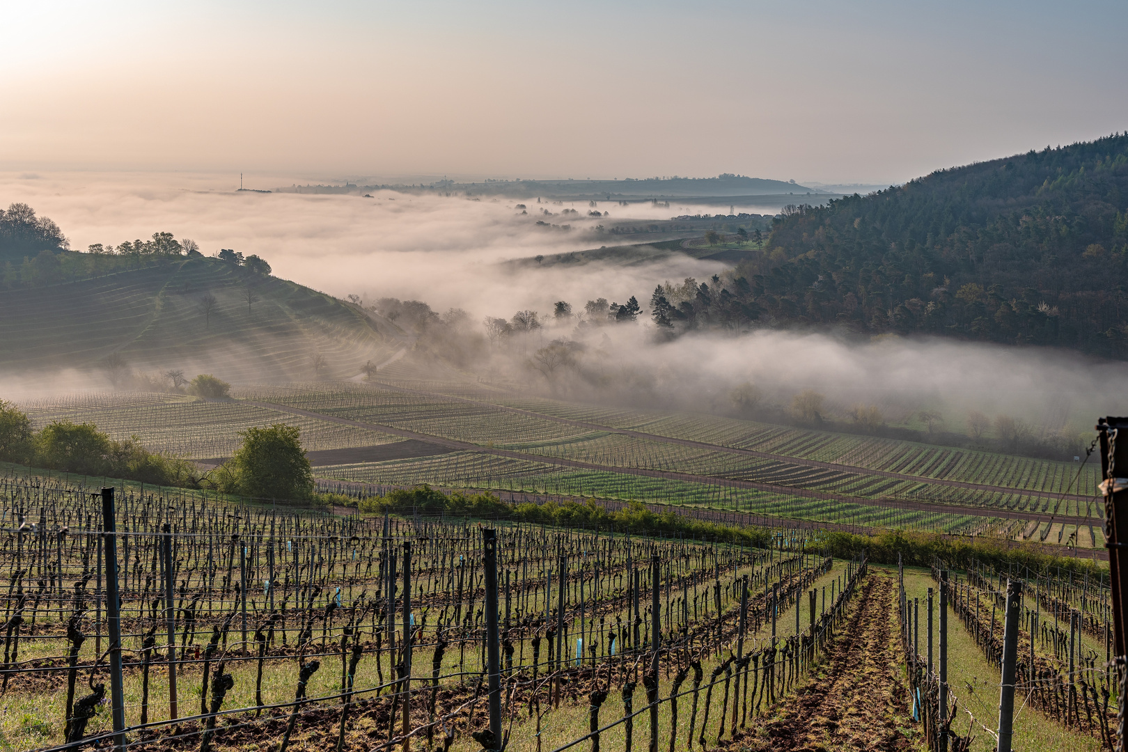 Südpfalz im Nebel