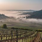 Südpfalz im Nebel