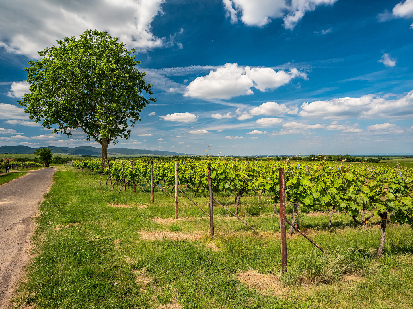 Südpfalzpanoramen