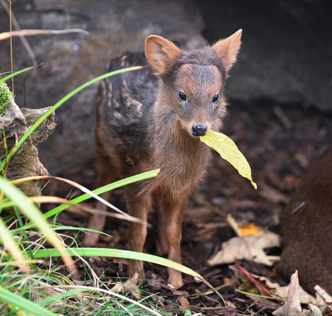 Südpudu