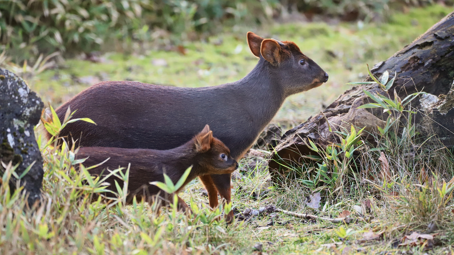 Südpudu (2019_12_17_7795_ji) Foto & Bild natur, zoo, tiere Bilder auf
