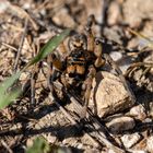 Südrussische Tarantel