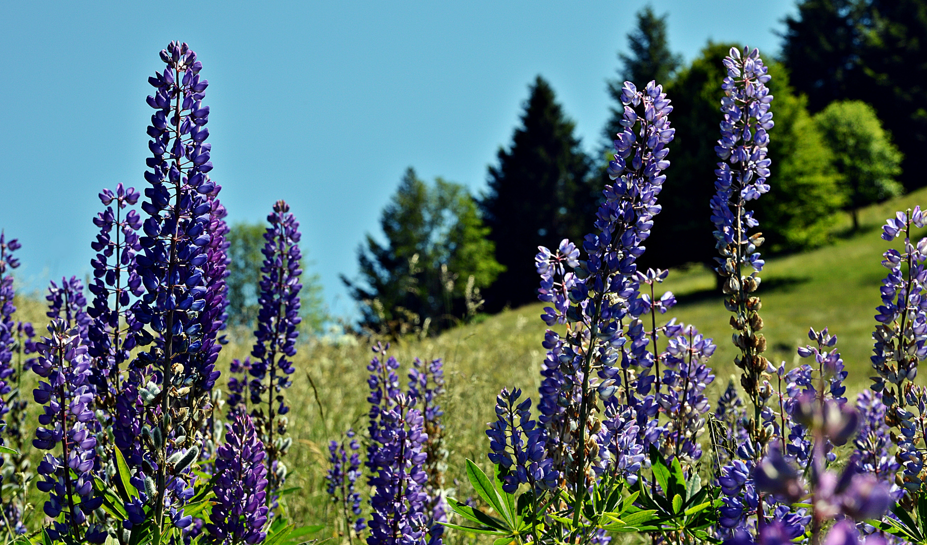 Südschwarzwald: Lupinenschmuck