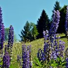 Südschwarzwald: Lupinenschmuck