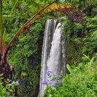 Südsee: Samoa- der Wasserfall Fuipisia im trop. Urwald der Insel