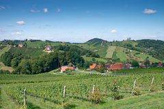 Südsteirische Weinberge 1