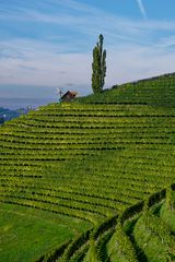 Südsteirische Weinberge 2