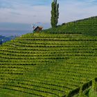 Südsteirische Weinberge 2