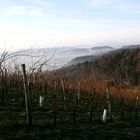 Südsteirisches Weinland