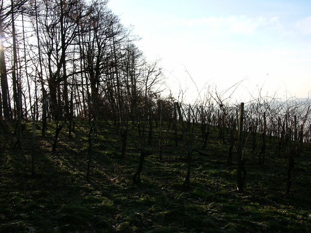 Südsteirisches Weinland (dunkel)