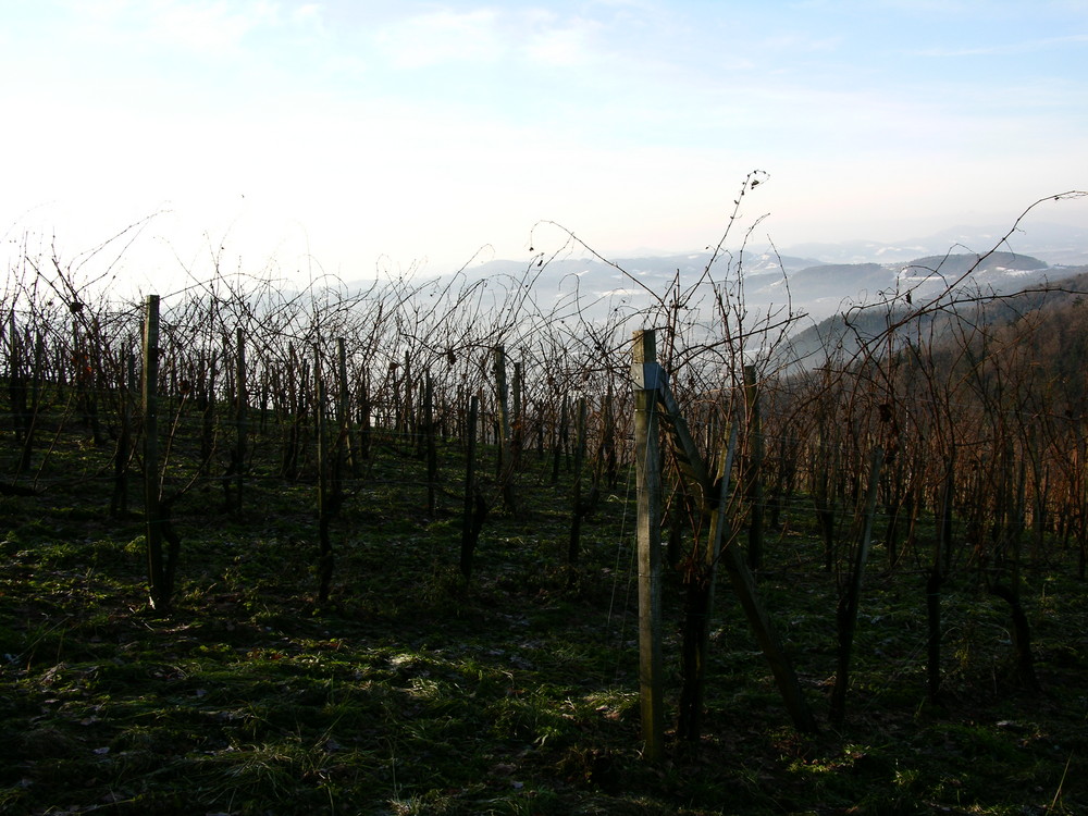 Südsteirisches Weinland (nebelig)