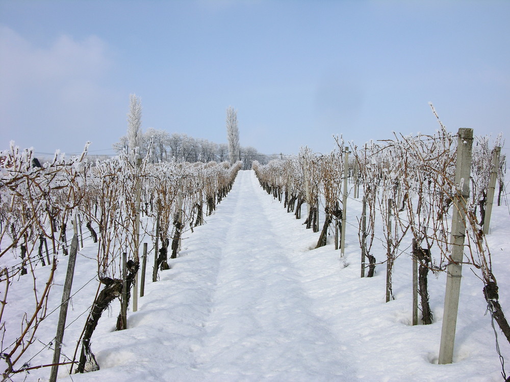 Südsteirisches Weinland (raureif)