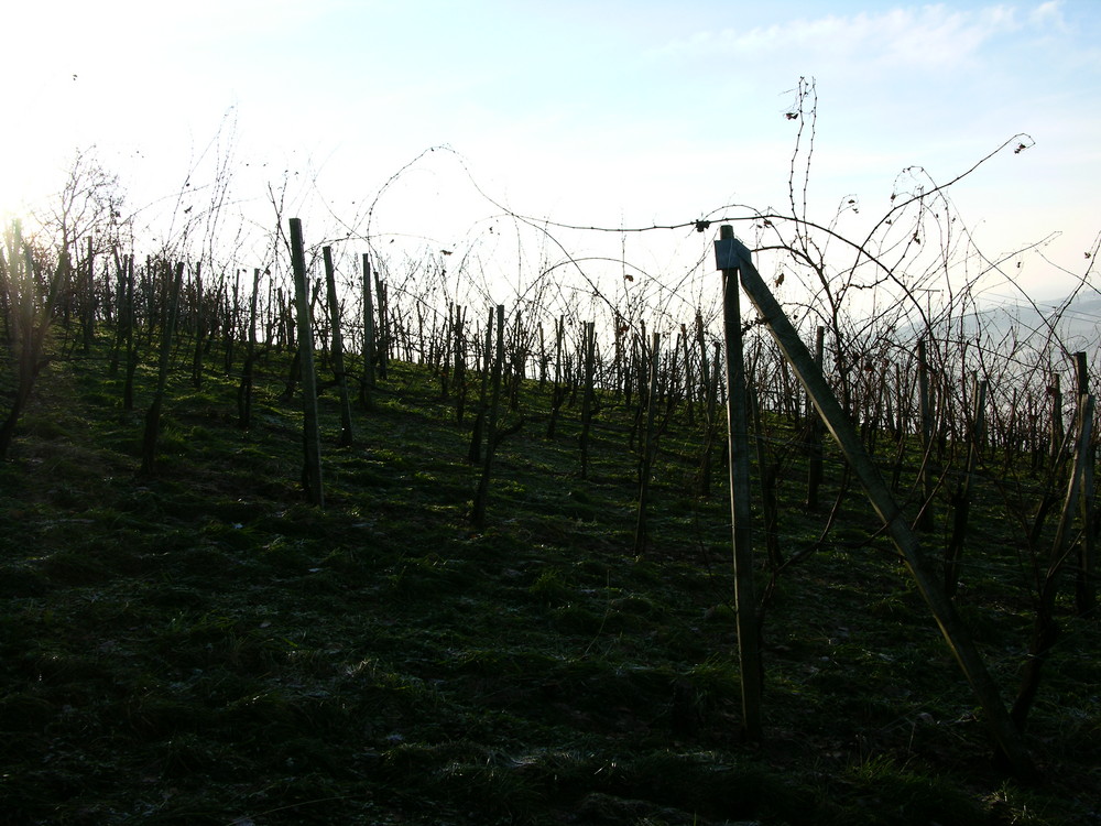 Südsteirisches Weinland (sonnig)