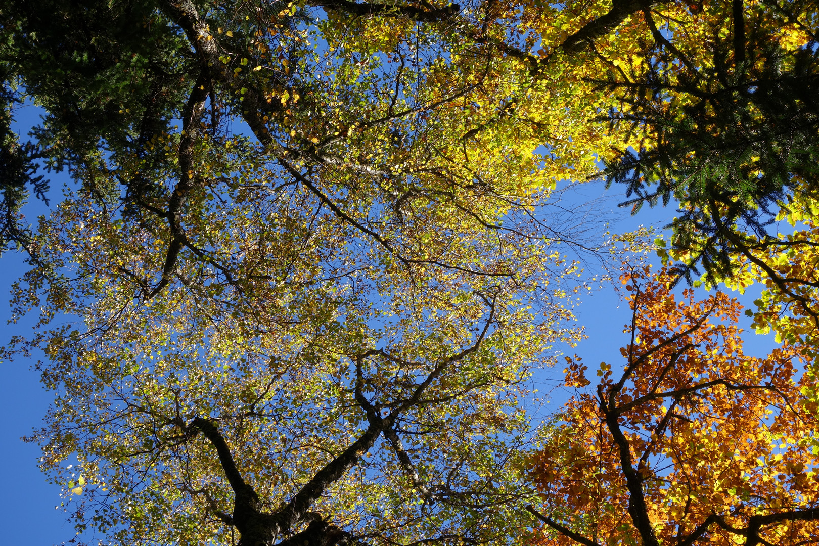 Südtirol 10-16 Herbstfarben