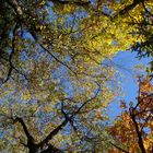 Südtirol 10-16 Herbstfarben