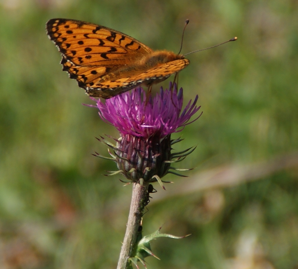 Südtirol: Feuriger Perlmutterfalter auf Wiesenflockenblume