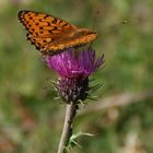 Südtirol: Feuriger Perlmutterfalter auf Wiesenflockenblume