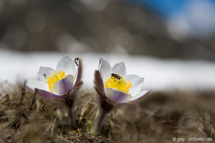 Südtirol - Frühlings-Kuhschelle