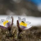 Südtirol - Frühlings-Kuhschelle