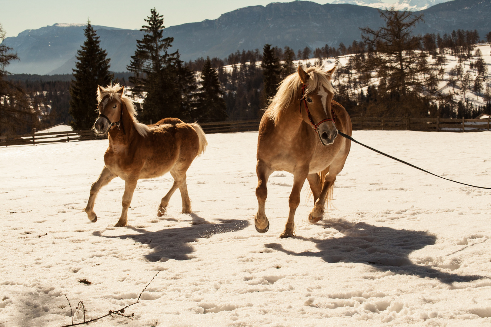 Südtirol ist ein Pferdeparadies