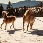 Südtirol ist ein Pferdeparadies