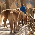 Südtirol ist ein Pferdeparadies