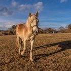 Südtirol ist ohne Haflinger wie...