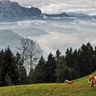 Südtirol Nebel