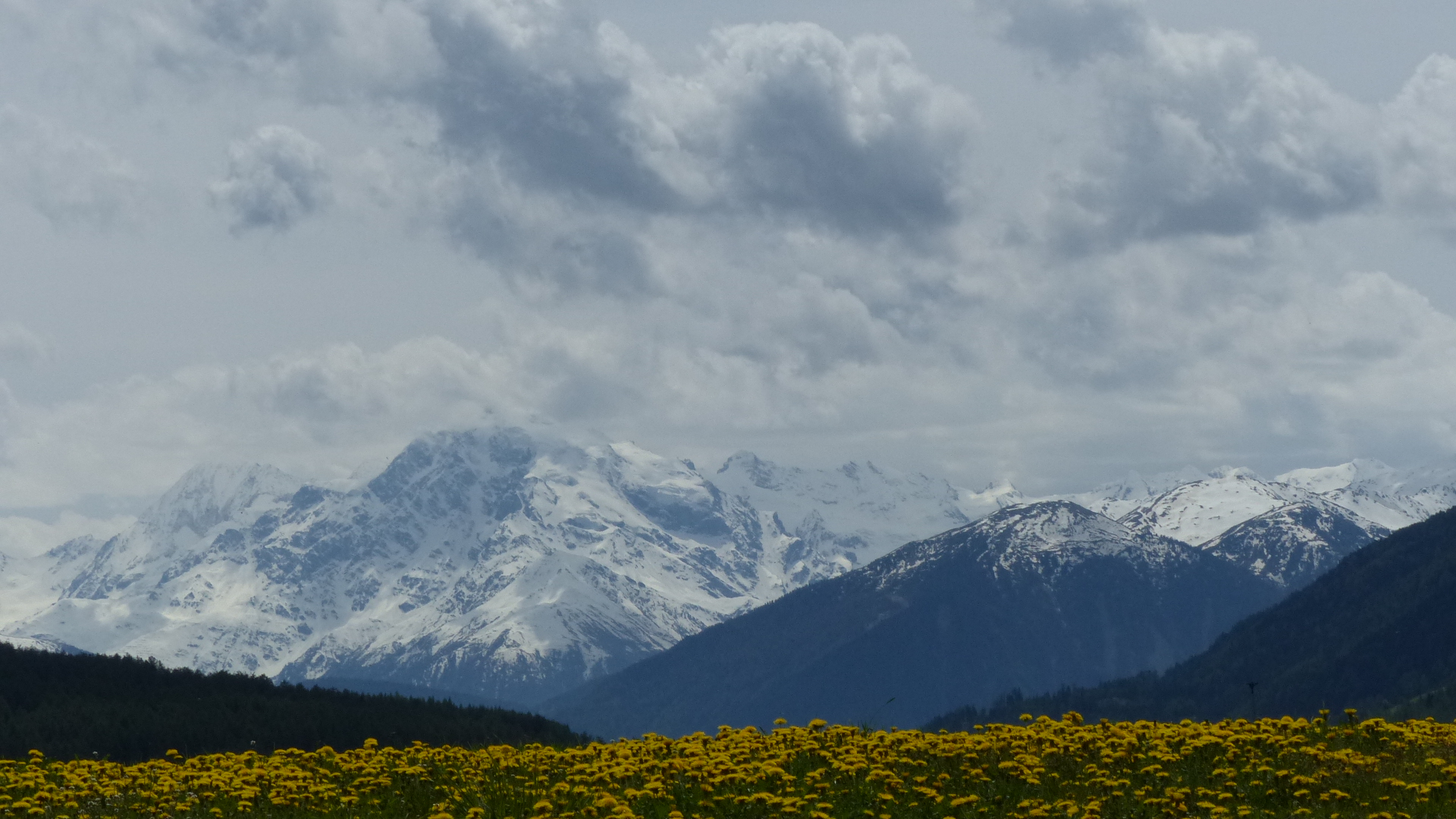 Südtirol, Ortler, Frühling, Löwenzahn