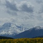 Südtirol, Ortler, Frühling, Löwenzahn